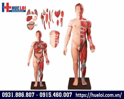 Mô hình giải phẫu hệ cơ và nội tạng 170cm cao cấp