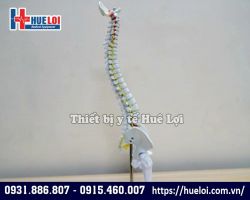 Mô hình giải phẫu xương cột sống 45cm