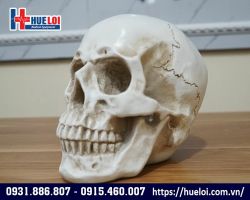Mô hình giải phẫu xương sọ
