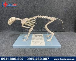 Mô hình giải phẫu xương mèo