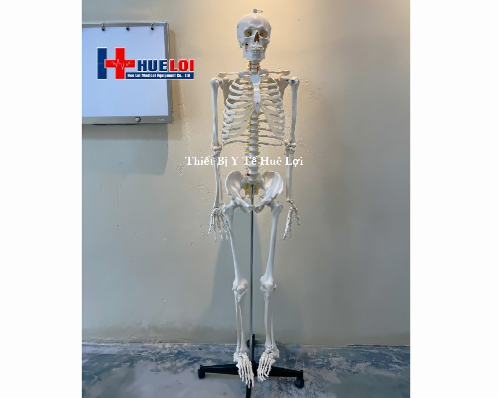 mô hình xương người