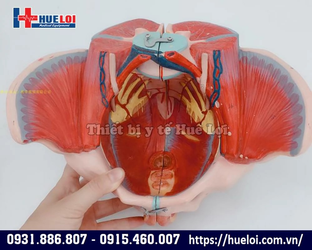 cơ sản chậu là gì