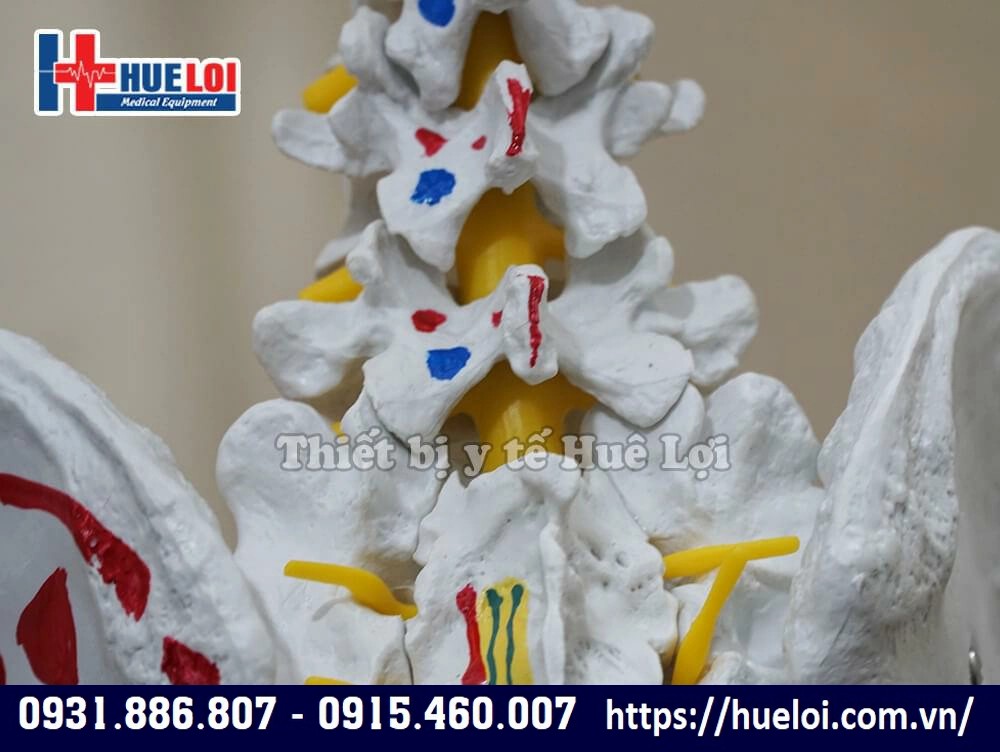 mô hình giải phẫu xương người cao 170 cm