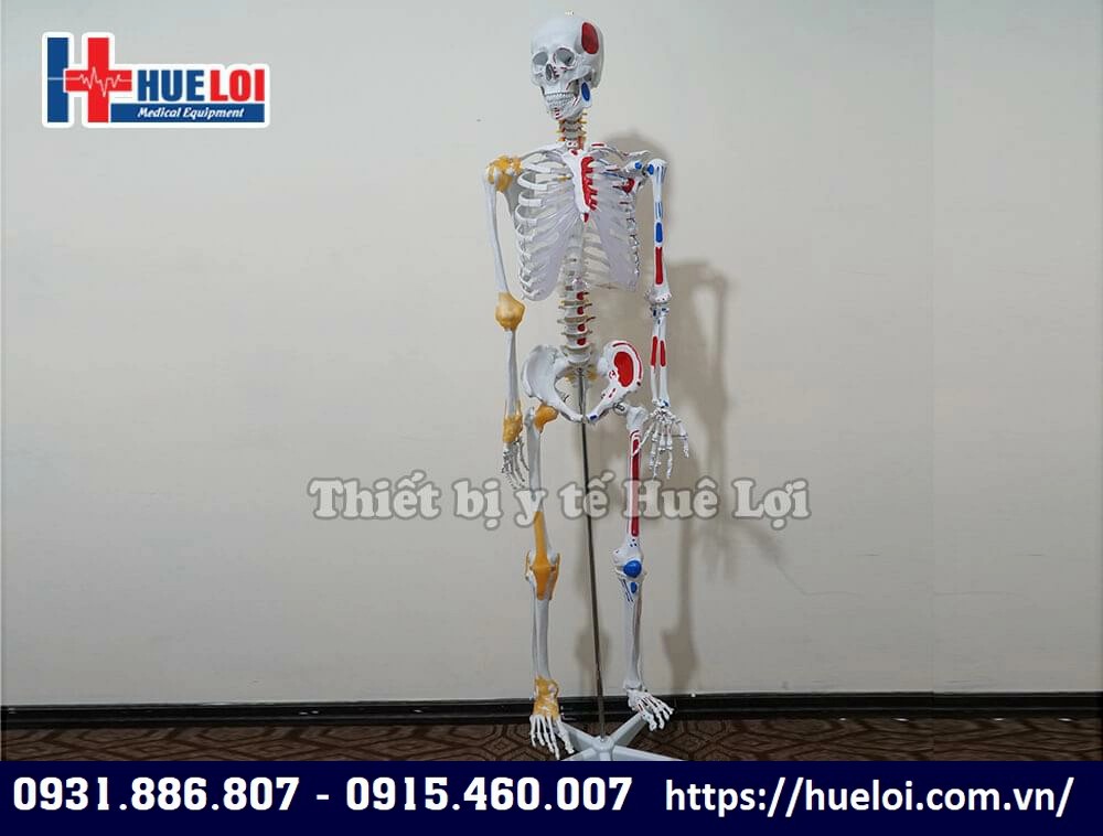 mô hình bộ xương người
