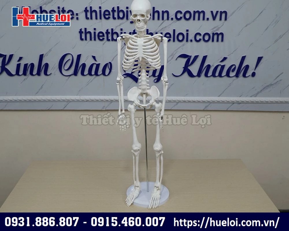 mô hình xương cơ thể