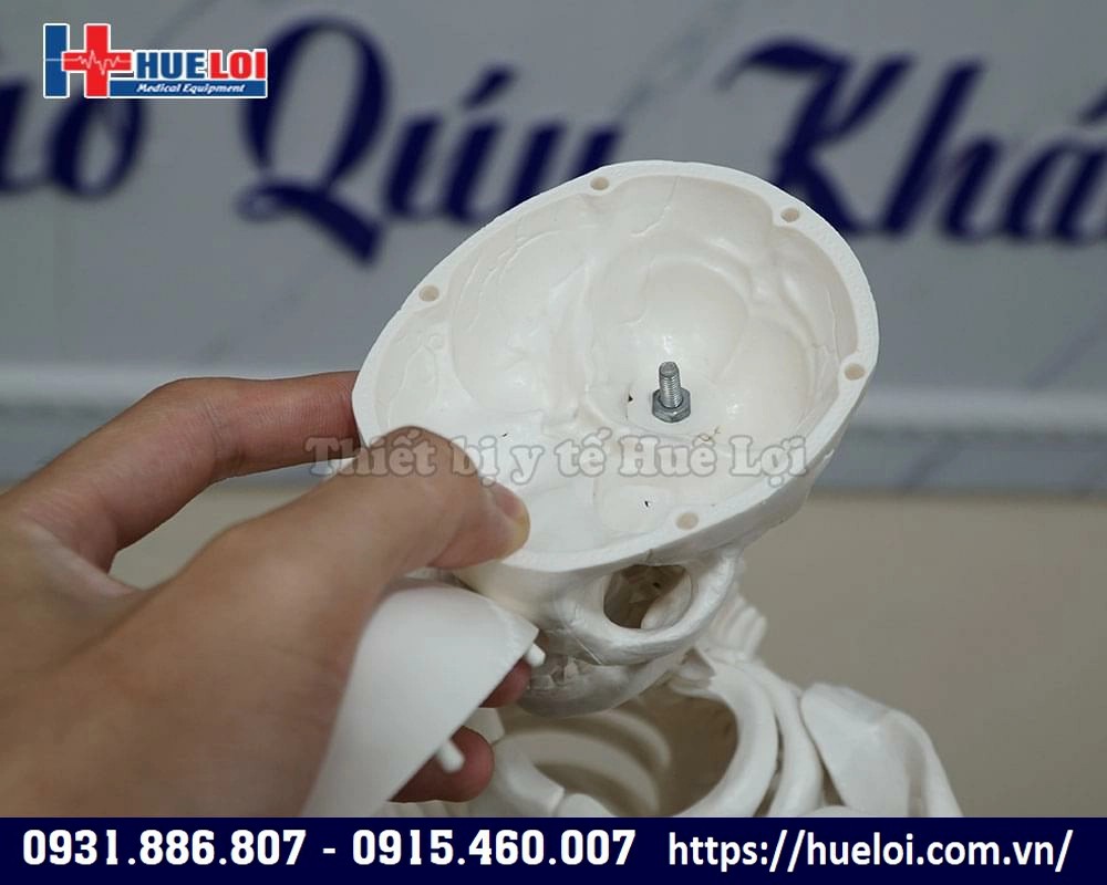 Mô hình xương chi tiết
