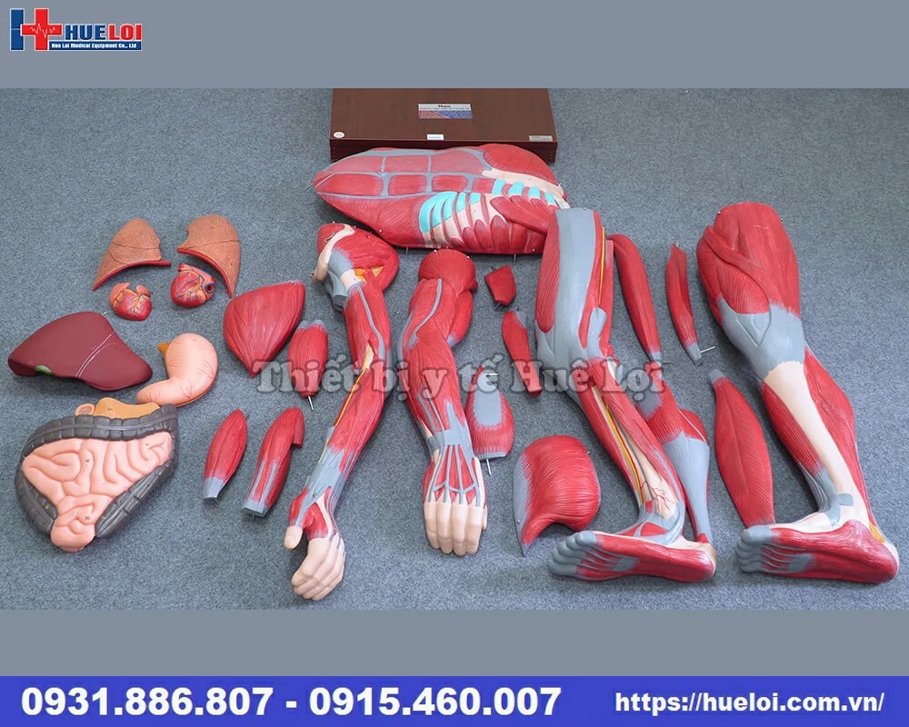 mô hình bóc tách toàn bộ hệ cơ trên cơ thể người