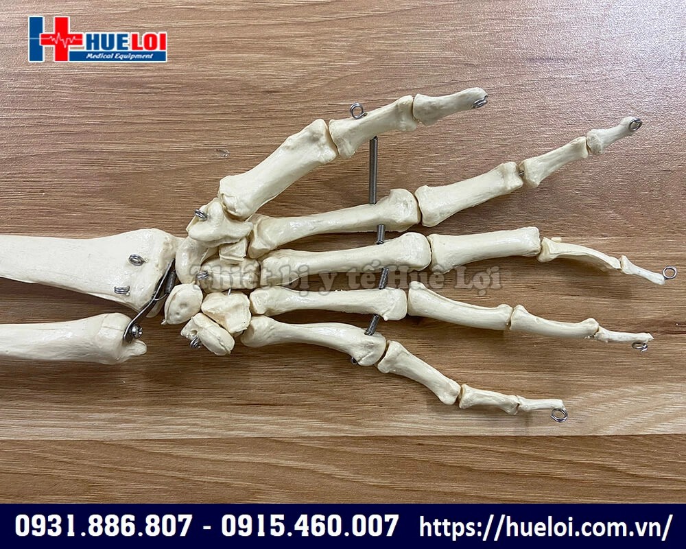 mô hình giải phẫu xương cánh tay