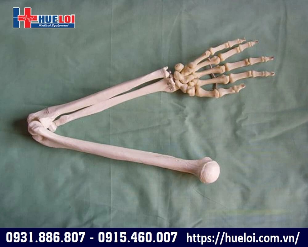Mô hình giải phẫu xương chi trên