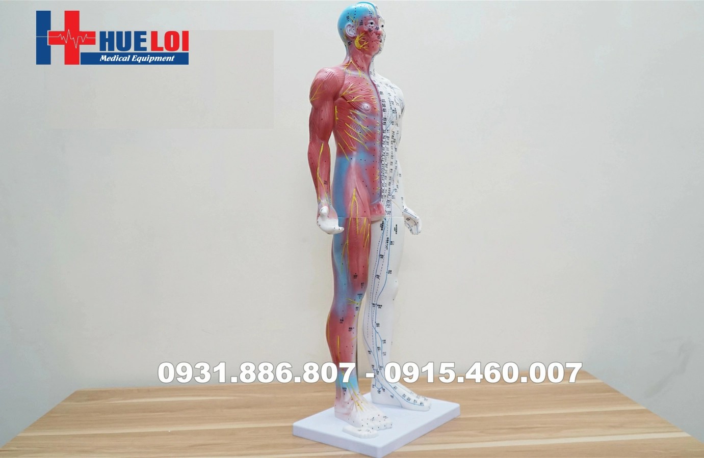 mô hình huyệt vị cơ thể người cao 85cm