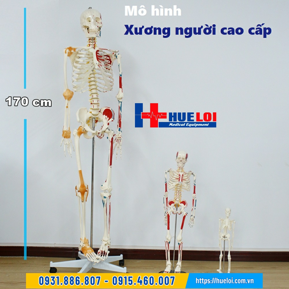 mô hình xương người giải phẫu