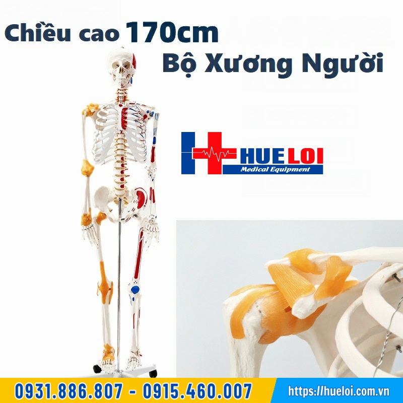 mô hình bộ xương người cao 170cm