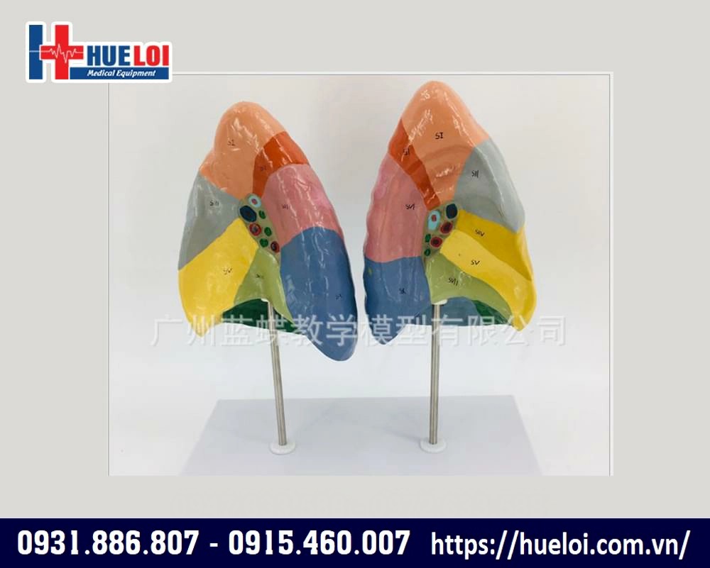 Mô hình phân thùy phổi phải