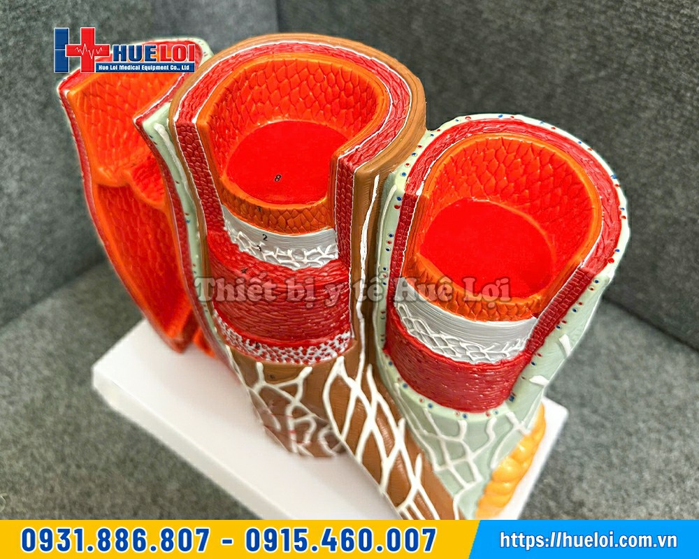 mô hình cấu tạo thành mạch