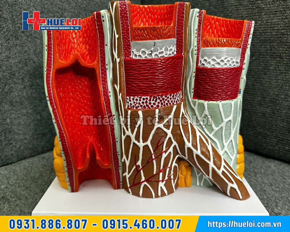 cấu trúc mạch máu
