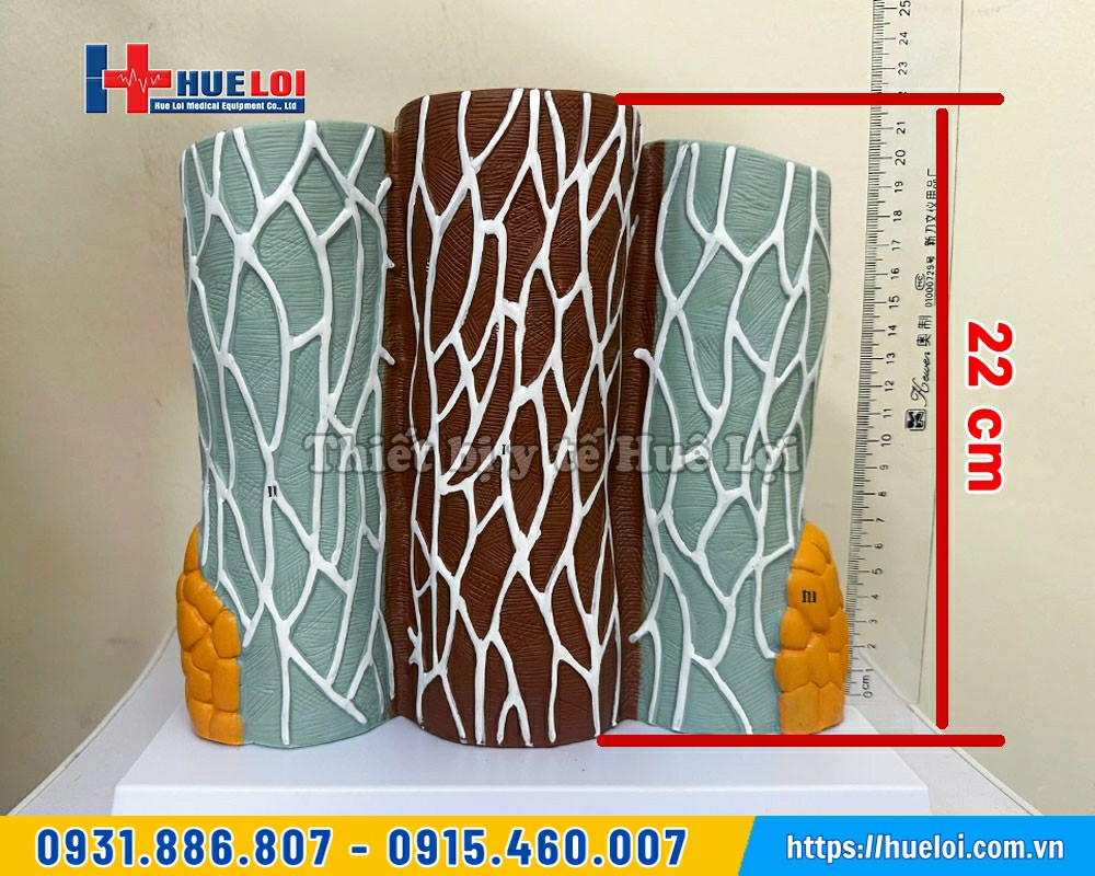Mô hình vi thể mạch máu