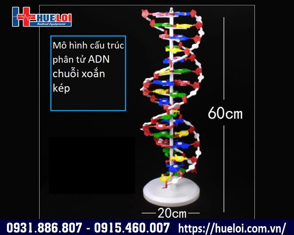 Mô hình phân tử ADN