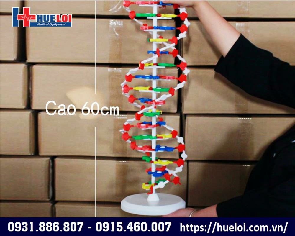 mô hình cấu trúc ADN