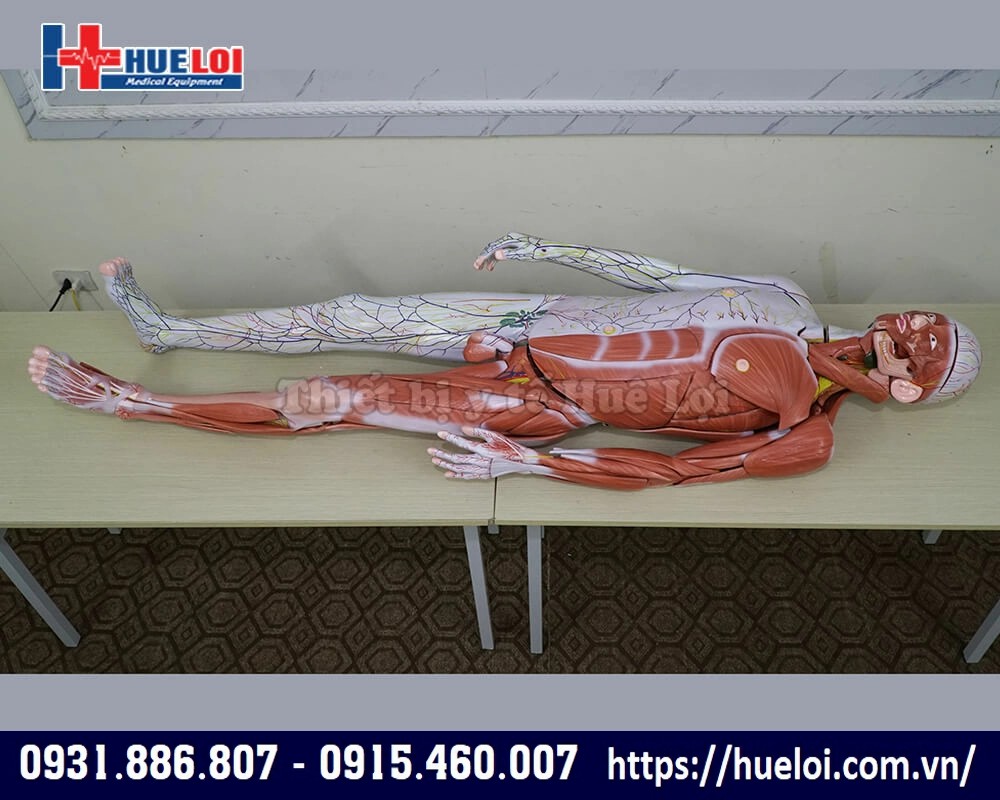 mô hình giải phẫu cơ thể người chi tiết