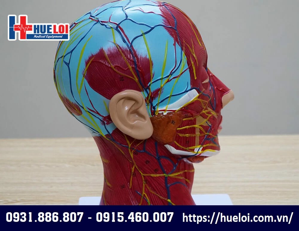 giải phẫu mạch máu vùng đầu mặt cổ