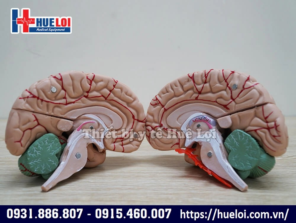 mô hình bóc tách não người 