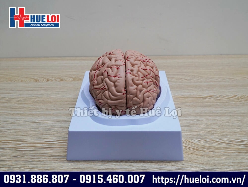 mô hình não người 