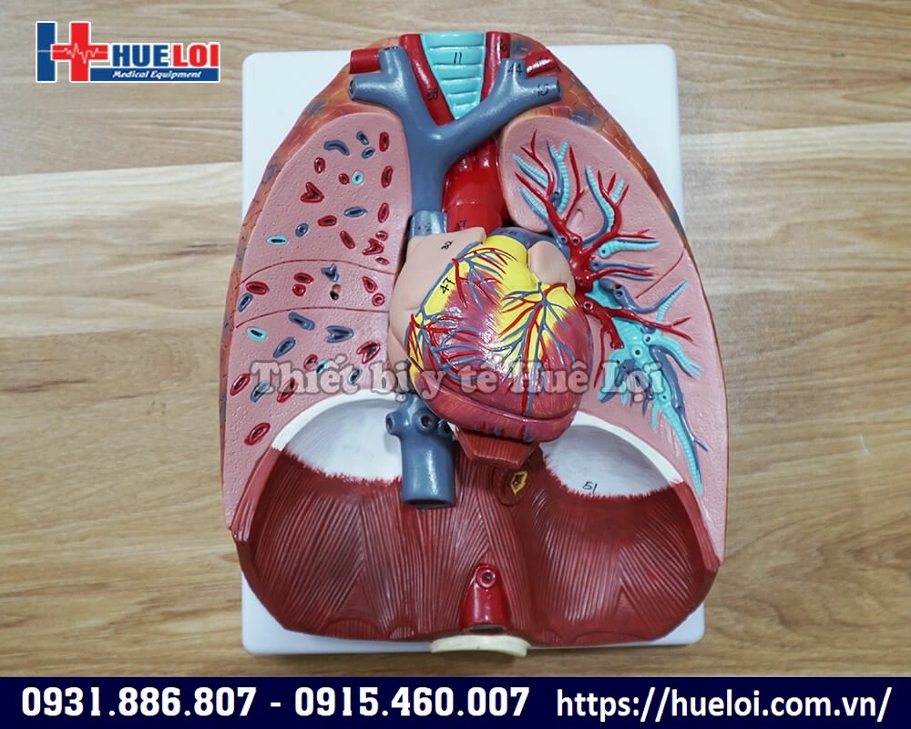 mô hình cấu tạo phổi người