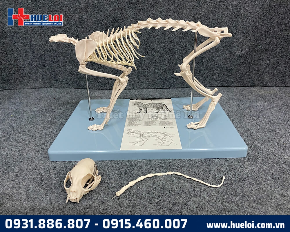 mô hình xương mèo giải phẫu