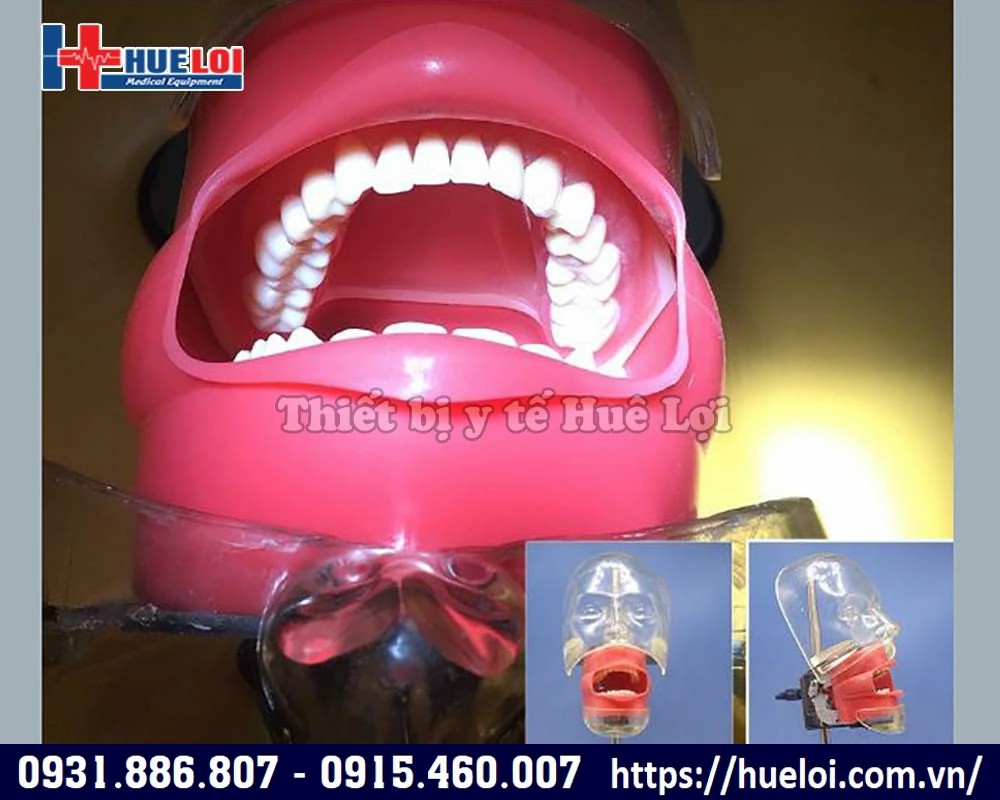 mô hình khám răng