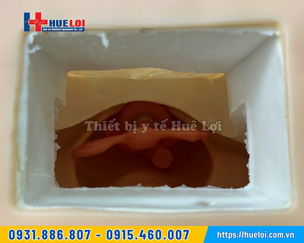 mô hình khám tử cung bệnh lý