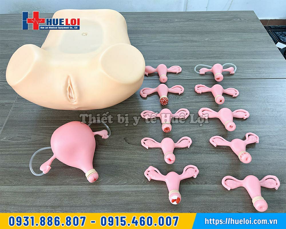 mô hình thực hành khám tử cung