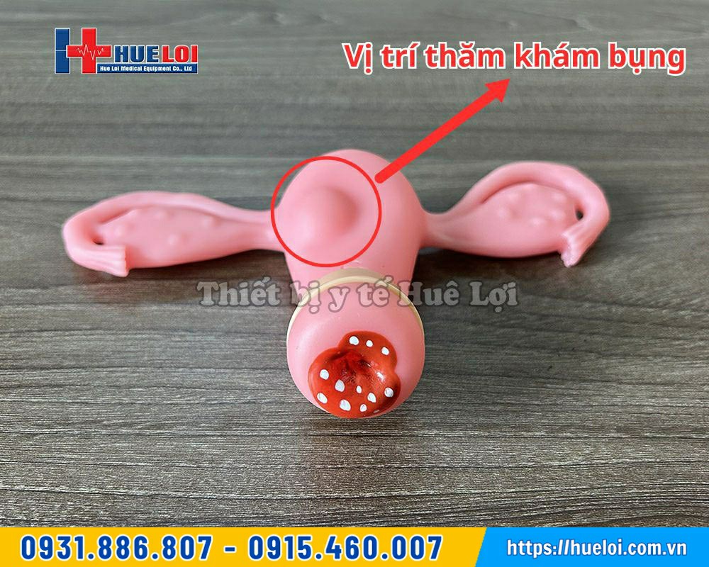 mô hình thực hành chuẩn đoán bệnh lý tử cung