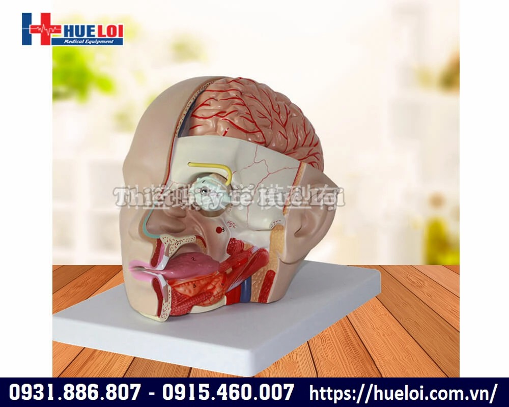 mô hình giải phẫu đầu người