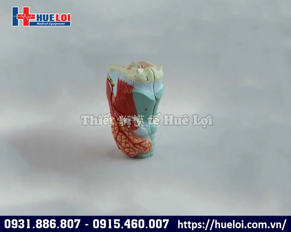 mô hình giải phẫu họng